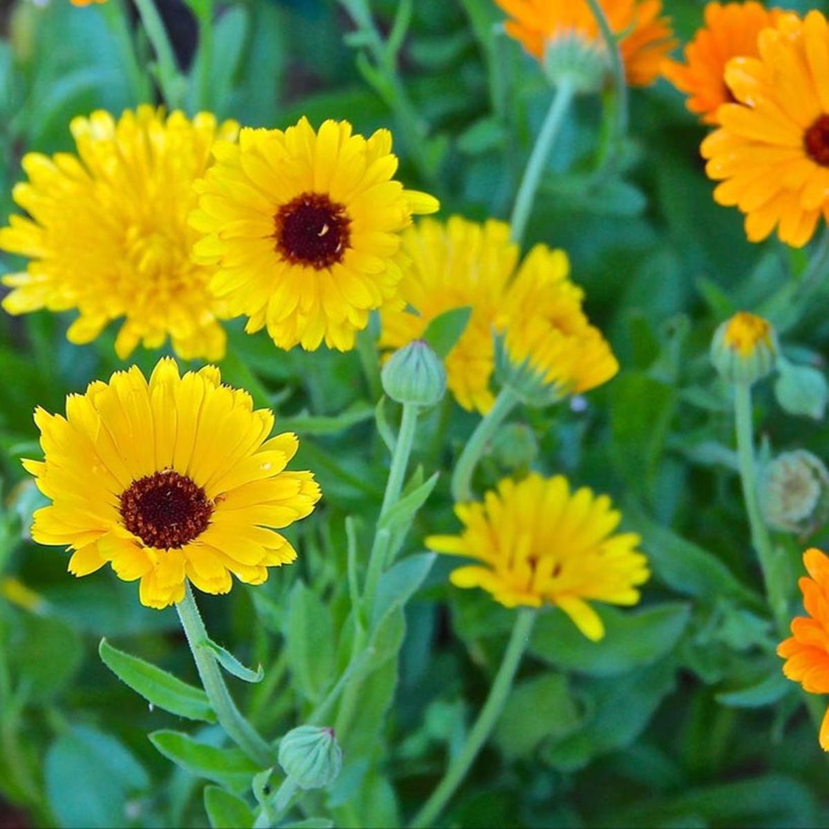 Calendula Seeds – Pacific Beauty