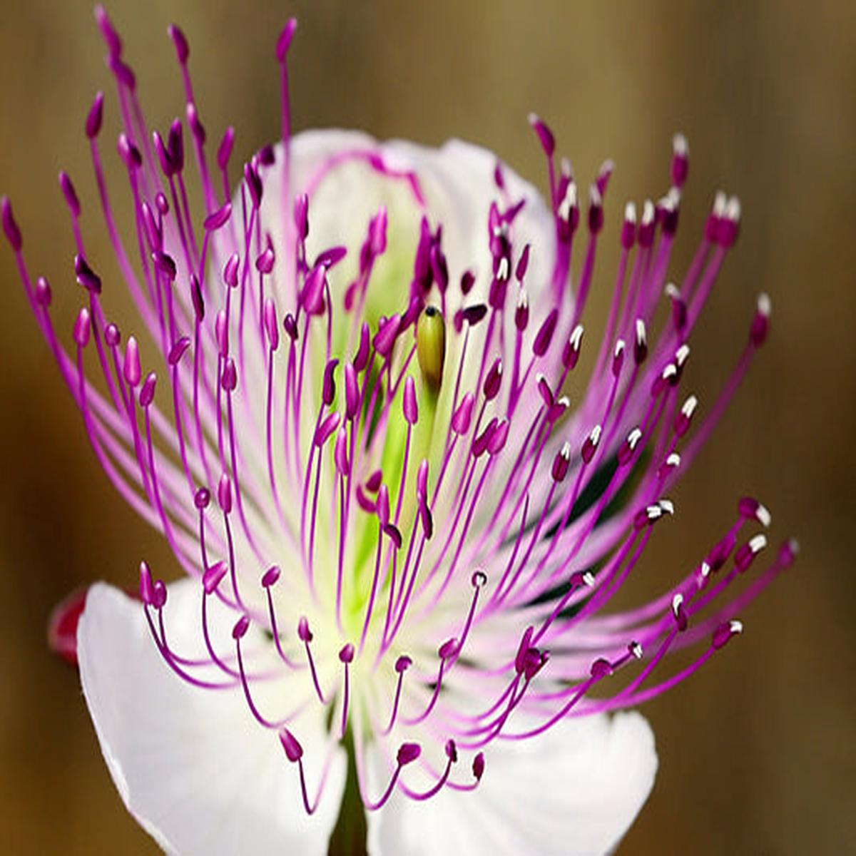 Caper Bush (Capparis spinosa) Edible Capers Flinders Rose Shrub Seeds