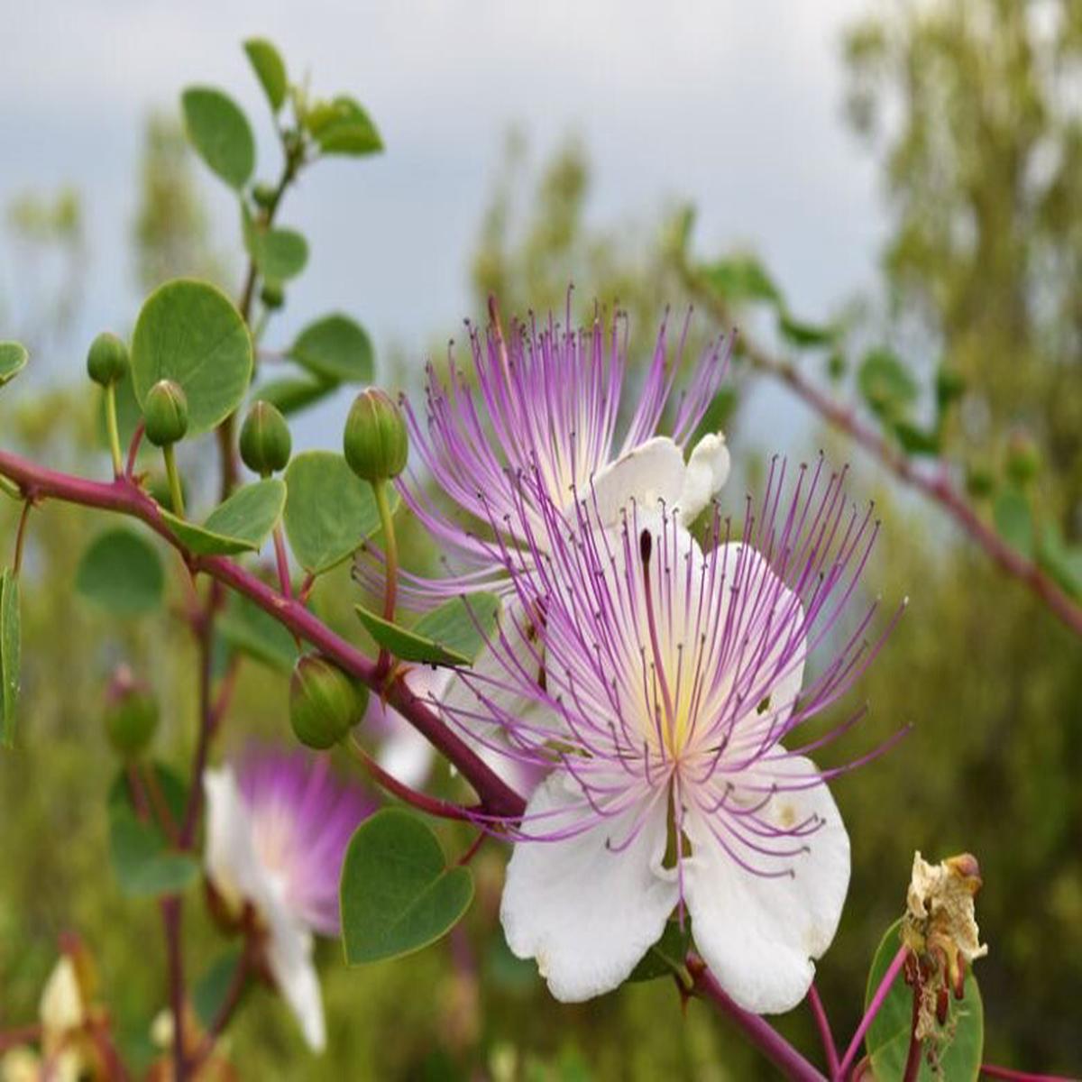 Capparis Flower Seeds for Planting  Heirloom Non-GMO, High Germination Organic Garden Seeds