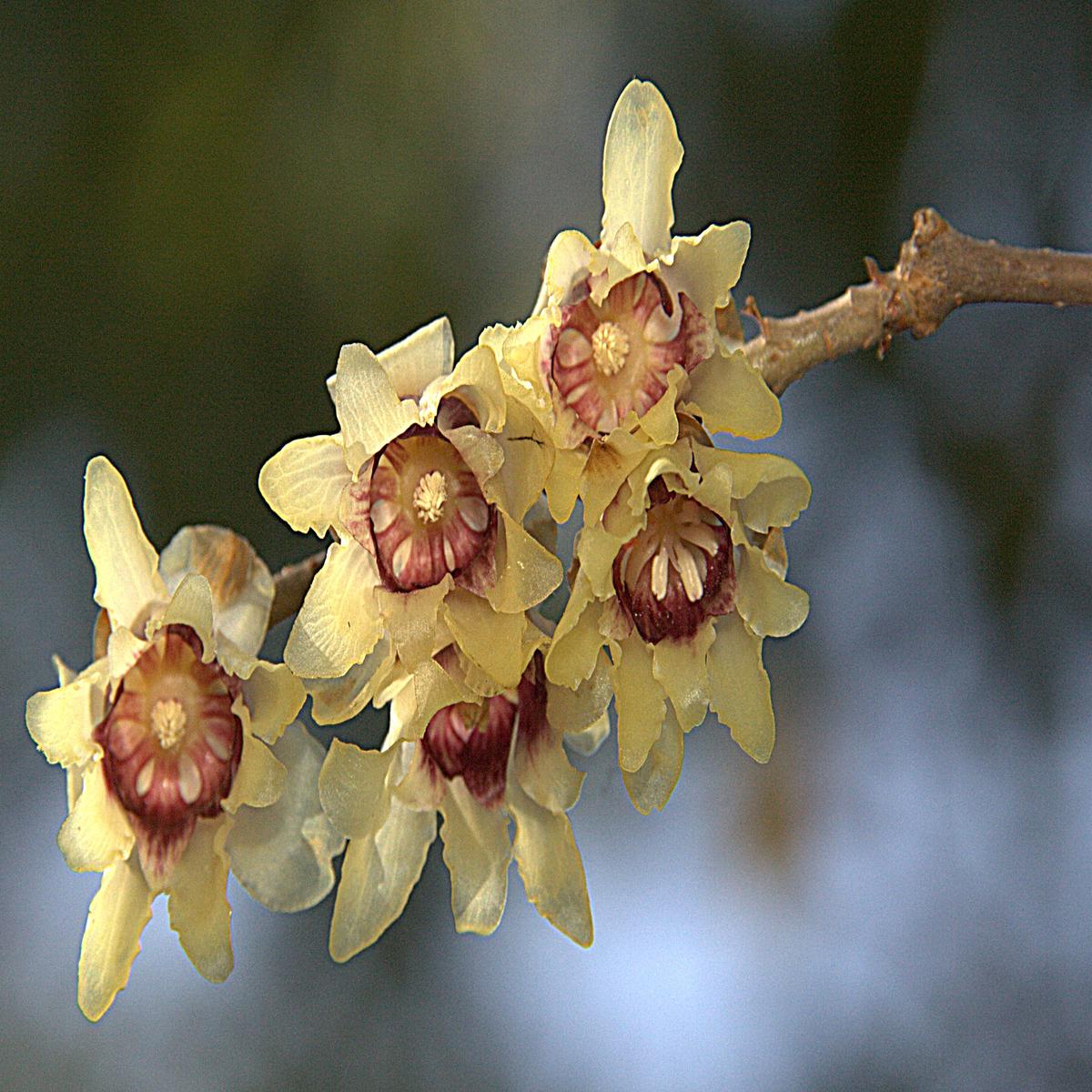 Chimonanthus Flower Seeds for Planting  Compact Growth, Heirloom, Non-GMO Garden Seeds
