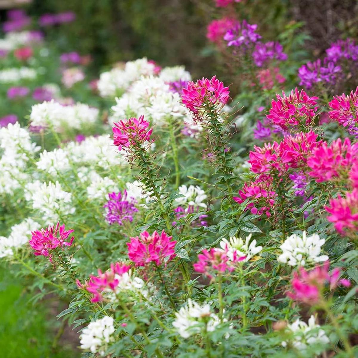Cleome Cleome hassleriana Flower Seeds for Planting