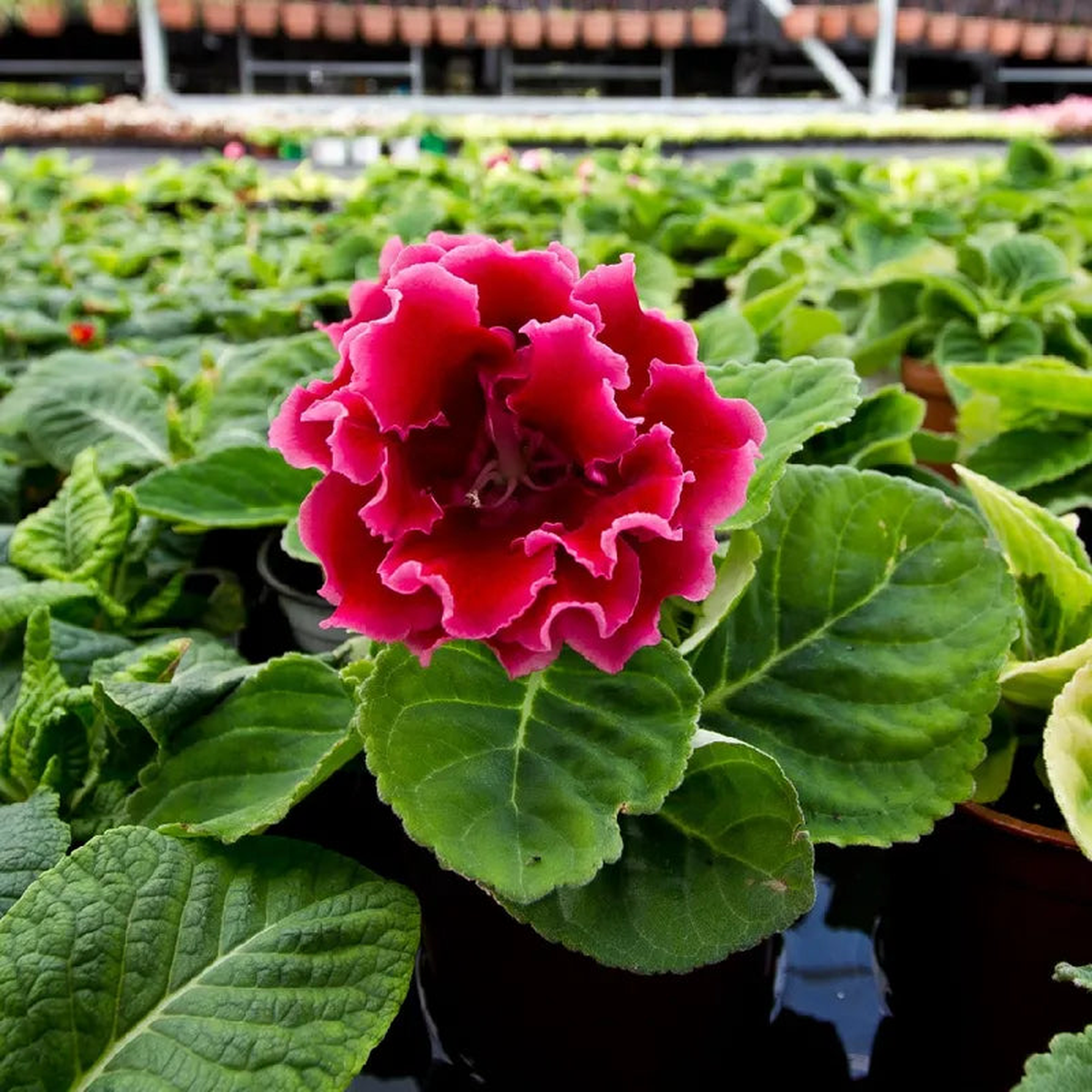 Dark Pink Gloxinia Flower Seeds for Planting Wildflower Mix Heirloom & GMO Free Seeds for Home Garden Sale