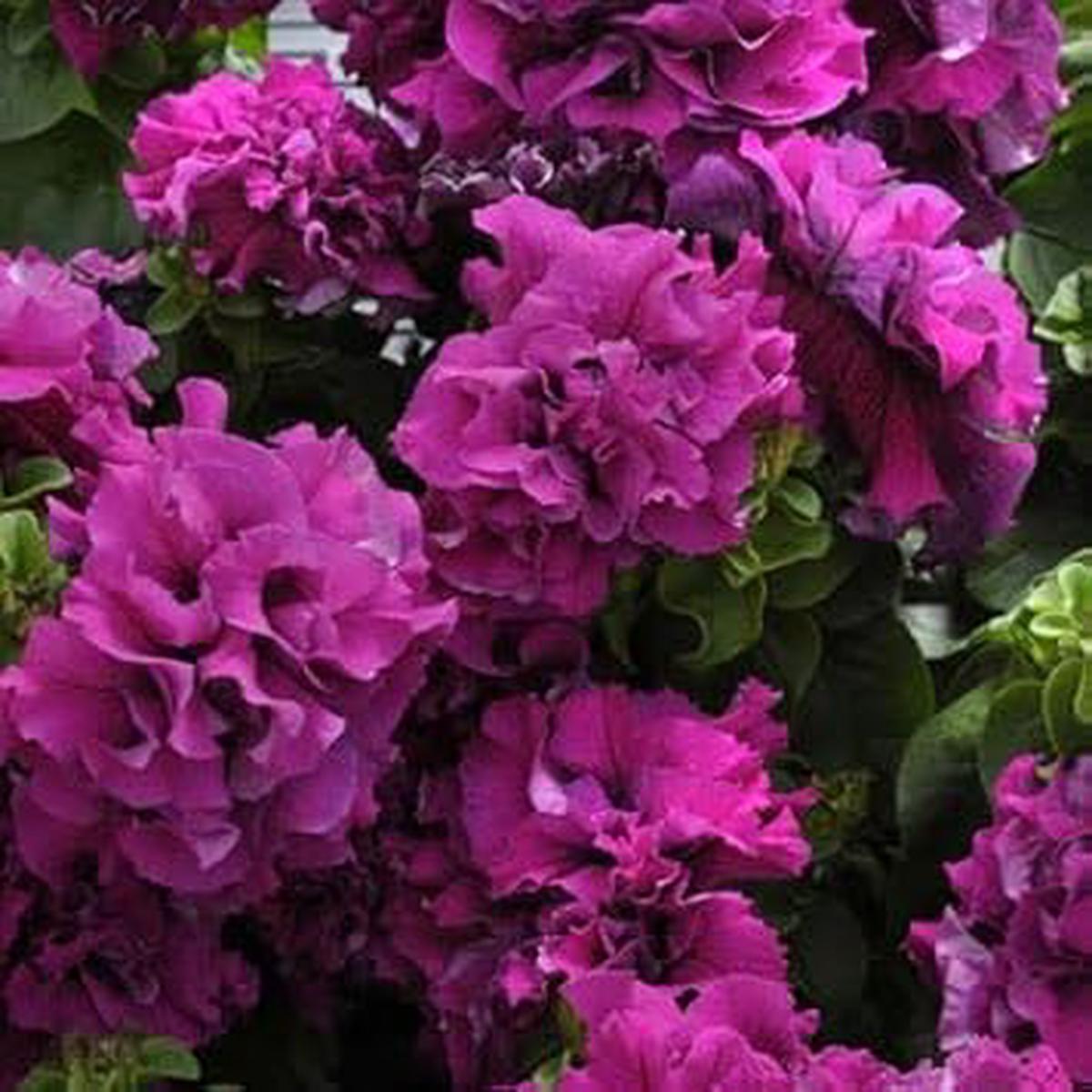 Dark Purple Double Petunia Seeds for Planting  Heirloom Non-GMO | High Germination Organic Garden Seeds