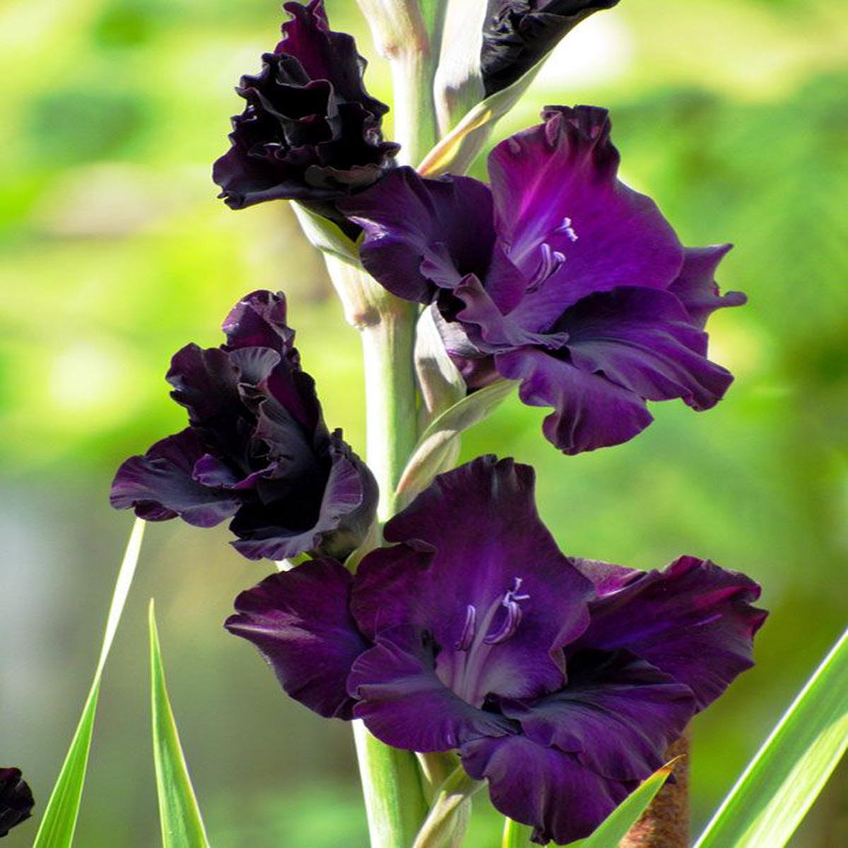 Dark Violet Gladiolus Flower Seeds for Planting  Heirloom, Non-GMO, Hardy High-Germination Bulbs