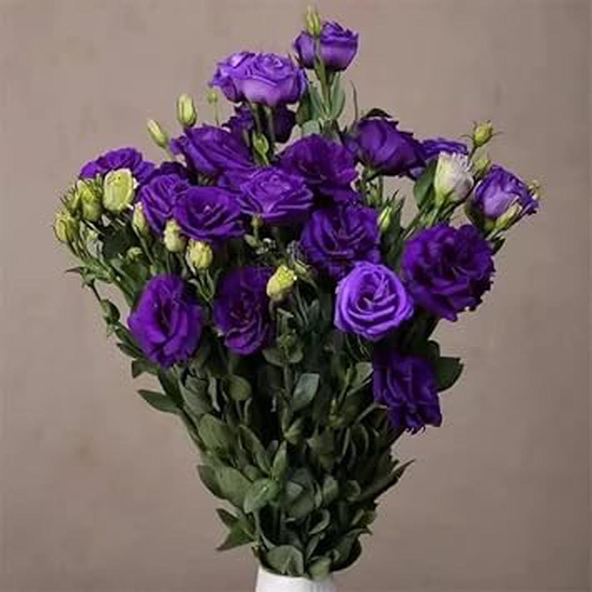 Deep Blue Eustoma (Lisianthus) Flower seeds for Planting – Hardy Variety, Heirloom & GMO Free Seeds for Home Garden