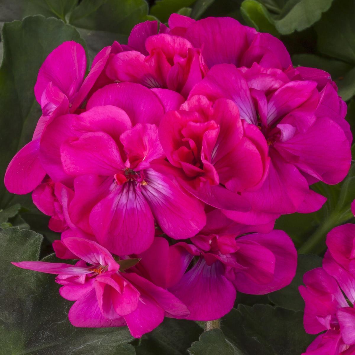 Deep Pink Geraniums Flower Seeds for Planting Heirloom, Non-GMO, Perfect for Borders, High Germination