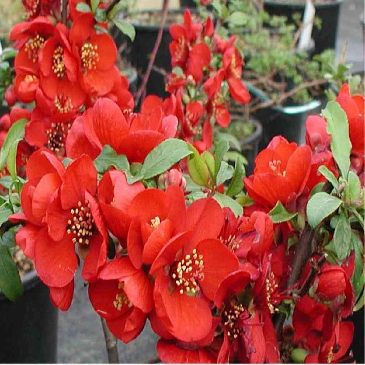 Enana Roja Flower seeds for Planting – Low Maintenance, Heirloom & GMO Free Seeds for Home Garden