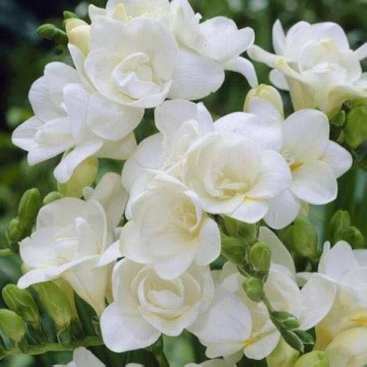 Freesia Flower Seeds  Heirloom, Non-GMO, Fragrant Blooms for Vibrant Garden Planting