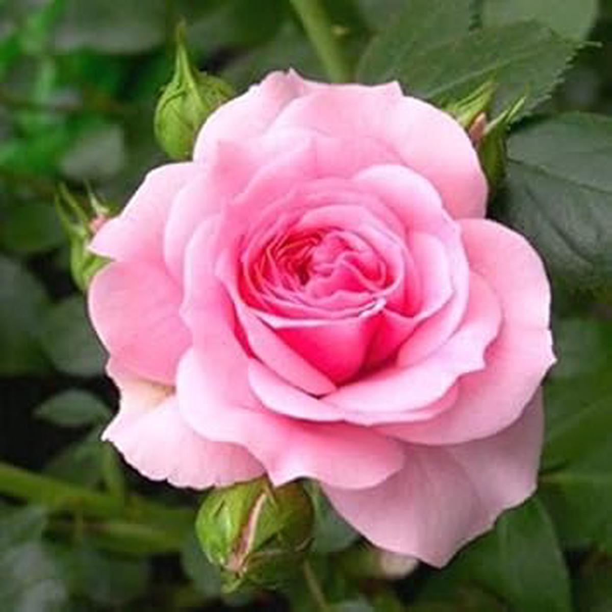Fresh Pink Rose Heirloom Non-GMO Seeds for Planting High Germination Organic Garden Seeds for Beautiful Blooms