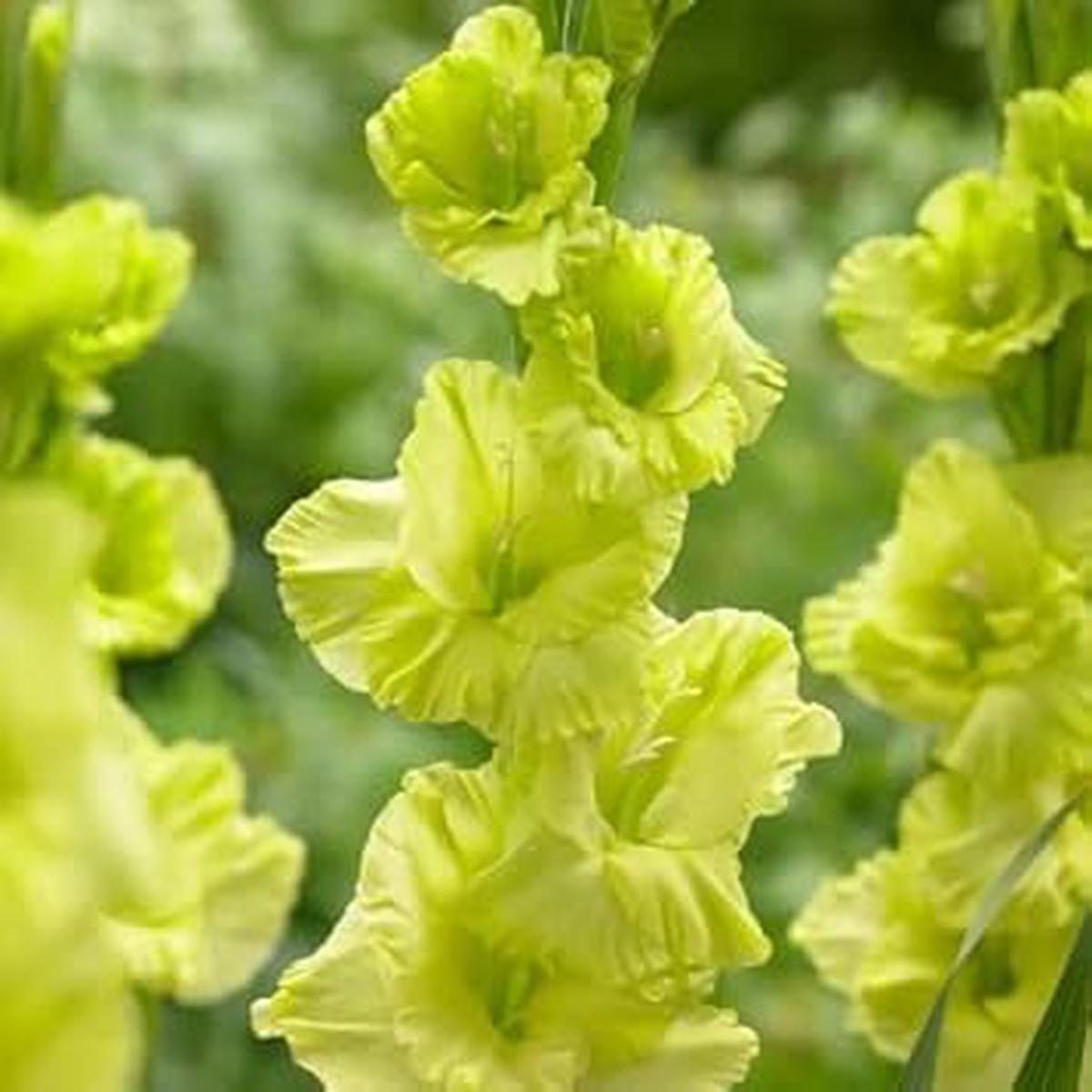 Gladiolus Dark Green Flower seeds for Planting  Vibrant Colors, Heirloom & GMO Free Seeds for Home Garden, High Germination