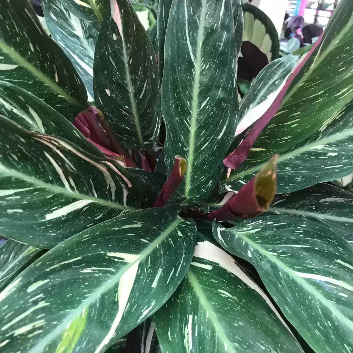 Green Calathea Seeds for Planting,Heirloom & Non-GMO Seeds