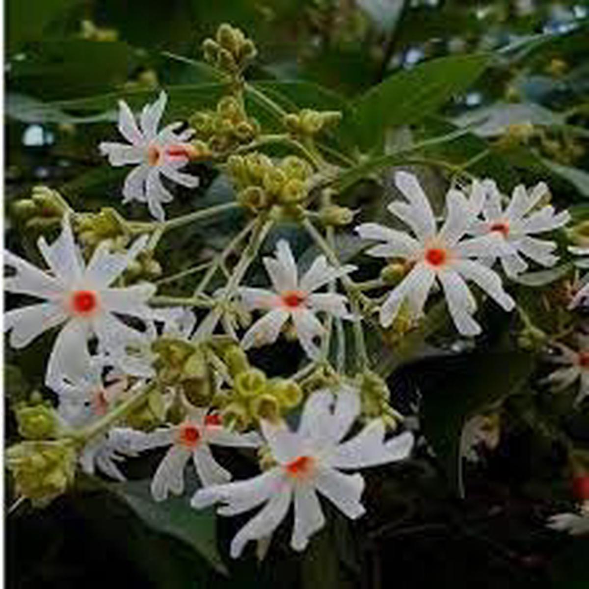Heirloom Coral Flower seeds for Planting Shade Tolerant Heirloom & GMO Free Seeds for Home Garden