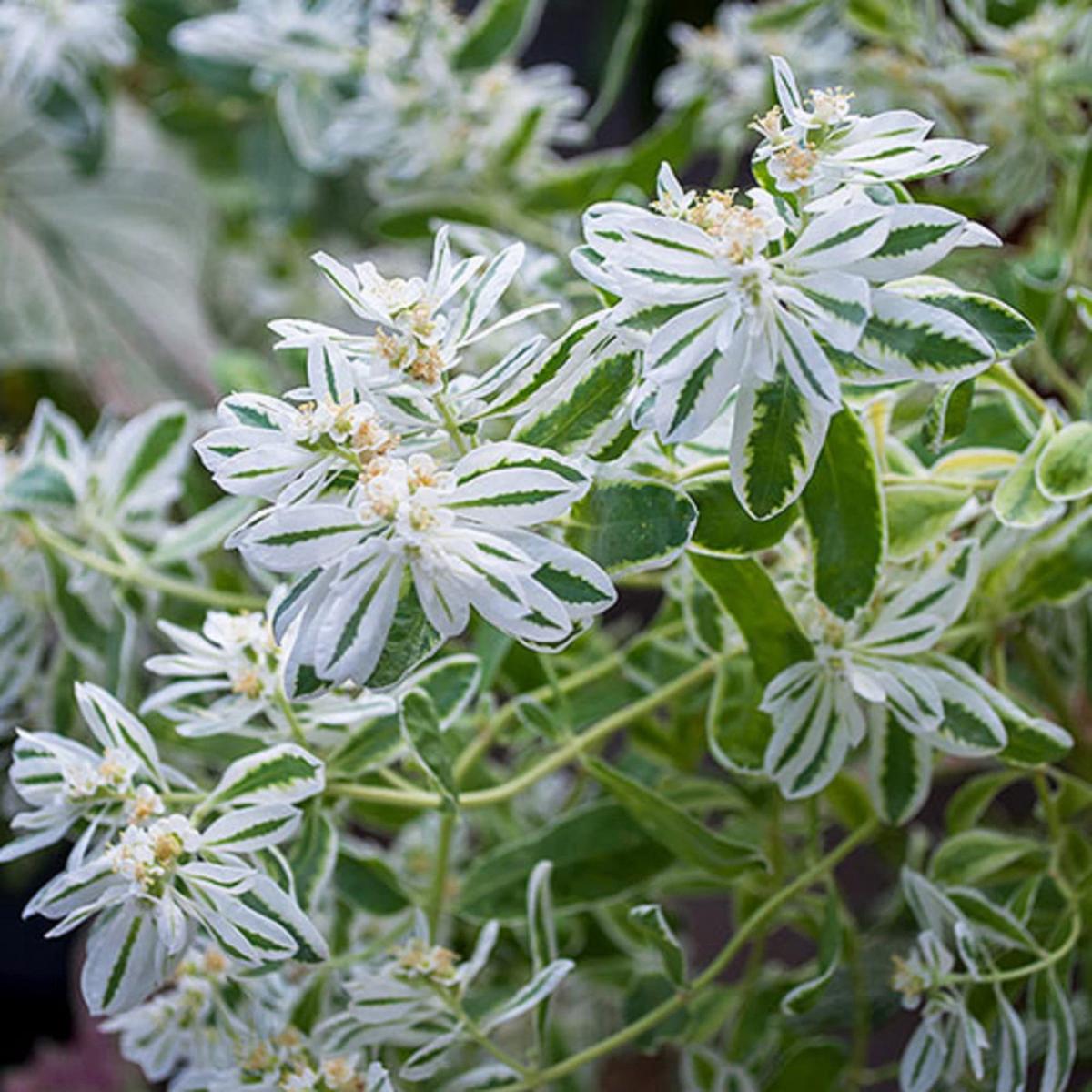 Heirloom Euphorbia Early Snow White Flower Seeds for Planting, Non-GMO