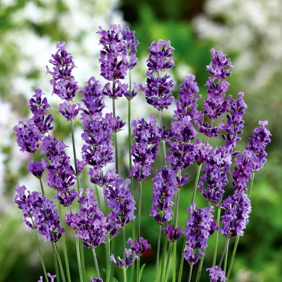 Heirloom Lavender Flower seeds for Planting Seasonal Bloomer Heirloom & GMO Free Seeds for Home Garden