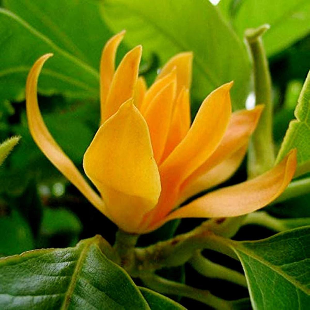 Heirloom Non-GMO Chempaca Flower Seeds for Planting  Fragrant Tropical Blooms for Home Gardens
