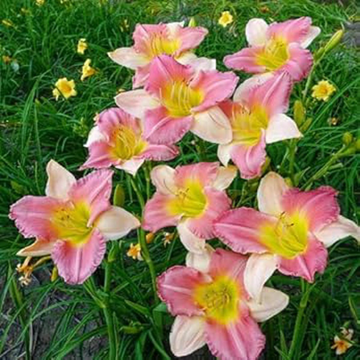 Heirloom Non-GMO Pink White Hemerocallis Flower Seeds for Planting  Vibrant Perennial Blooms