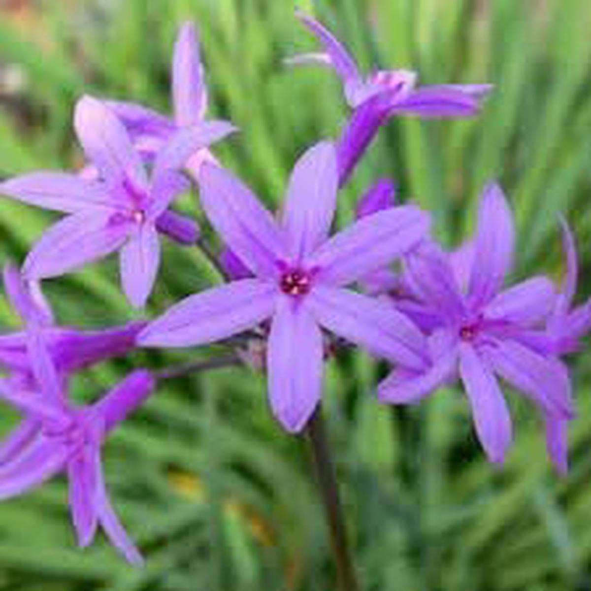 Heirloom Non-GMO Tulbaghia Flower Seeds for Planting  Fragrant Garlic-Scented Blooms for Garden Borders