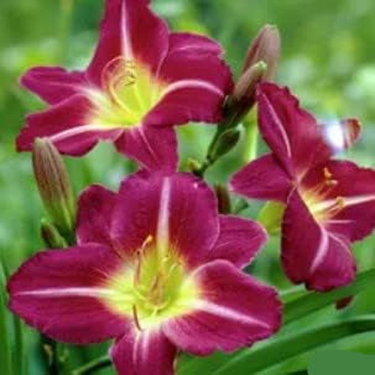 Heirloom Non-GMO Violet Hemerocallis Flower Seeds  Long-Blooming Perennial Garden Planting