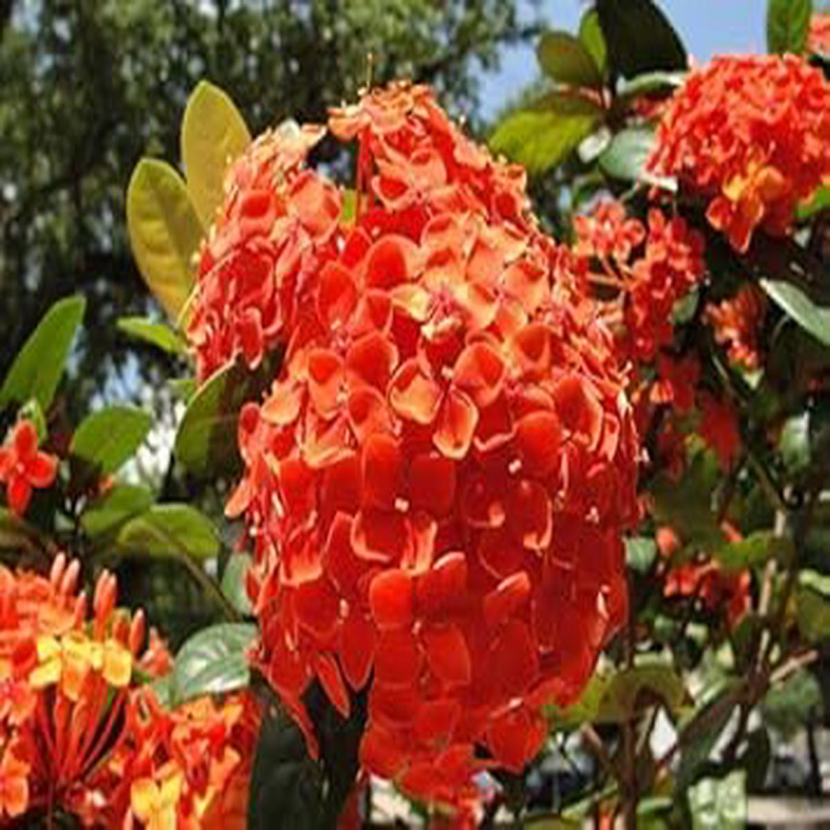 Hydrangea Orange Flower seeds for Planting – Wildflower Mix, Heirloom & GMO Free Seeds for Home Garden
