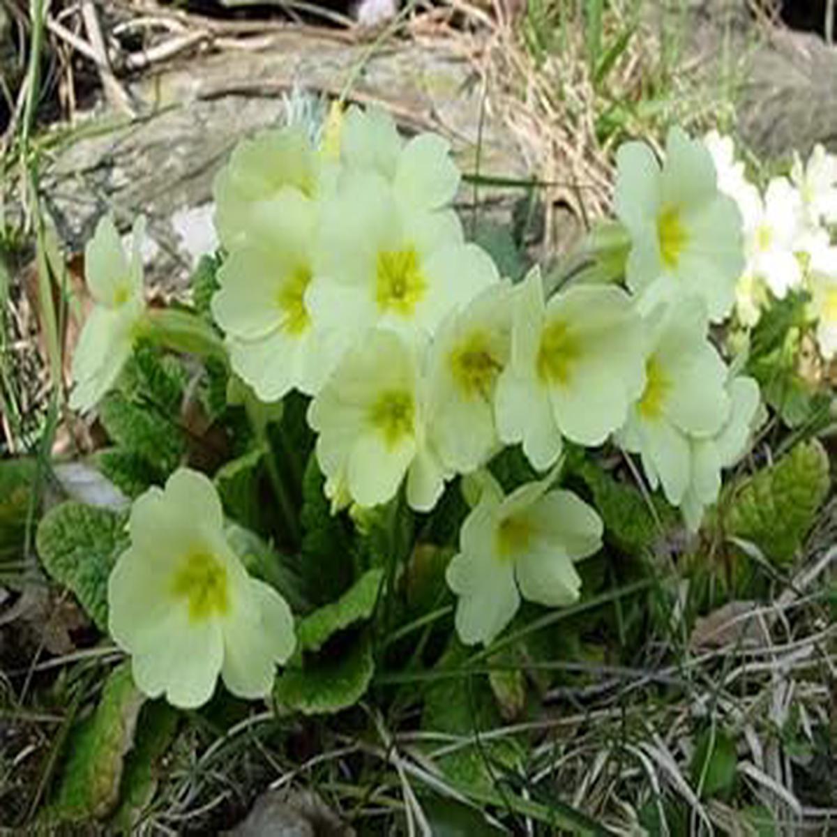 Light Green Primrose Flower Seeds – Heirloom & Non-GMO Seeds for Vibrant Garden Blooms