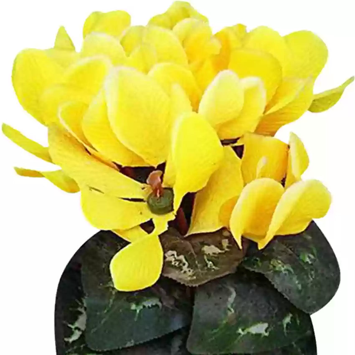 Light Yellow Cyclamen Flower Seeds for Planting | Heirloom Non-GMO High Germination Organic Garden Seeds