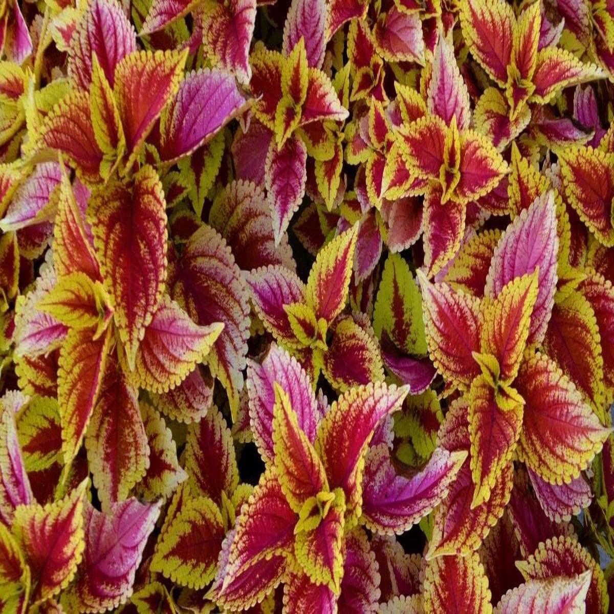 Light Yellow & Pink Coleus Flower seeds for Planting – Cut Flower Favorite, Heirloom & GMO Free Seeds for Home Garden