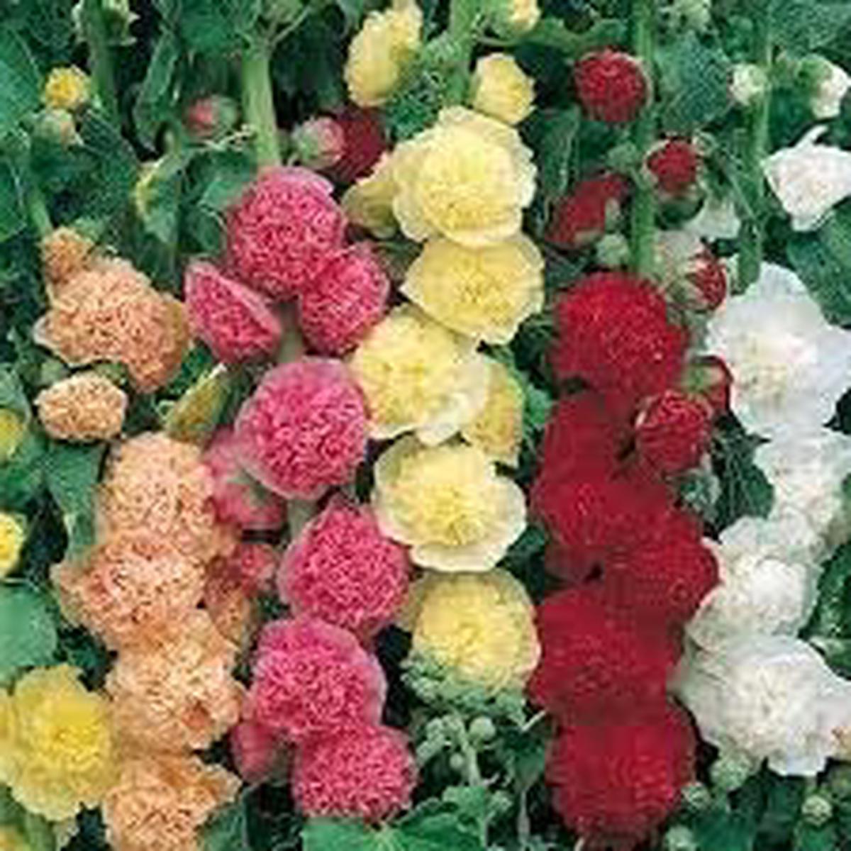 Mallow Alcea Rosea Flower Seeds for Planting | Heirloom Non-GMO High Germination Organic Garden Seeds