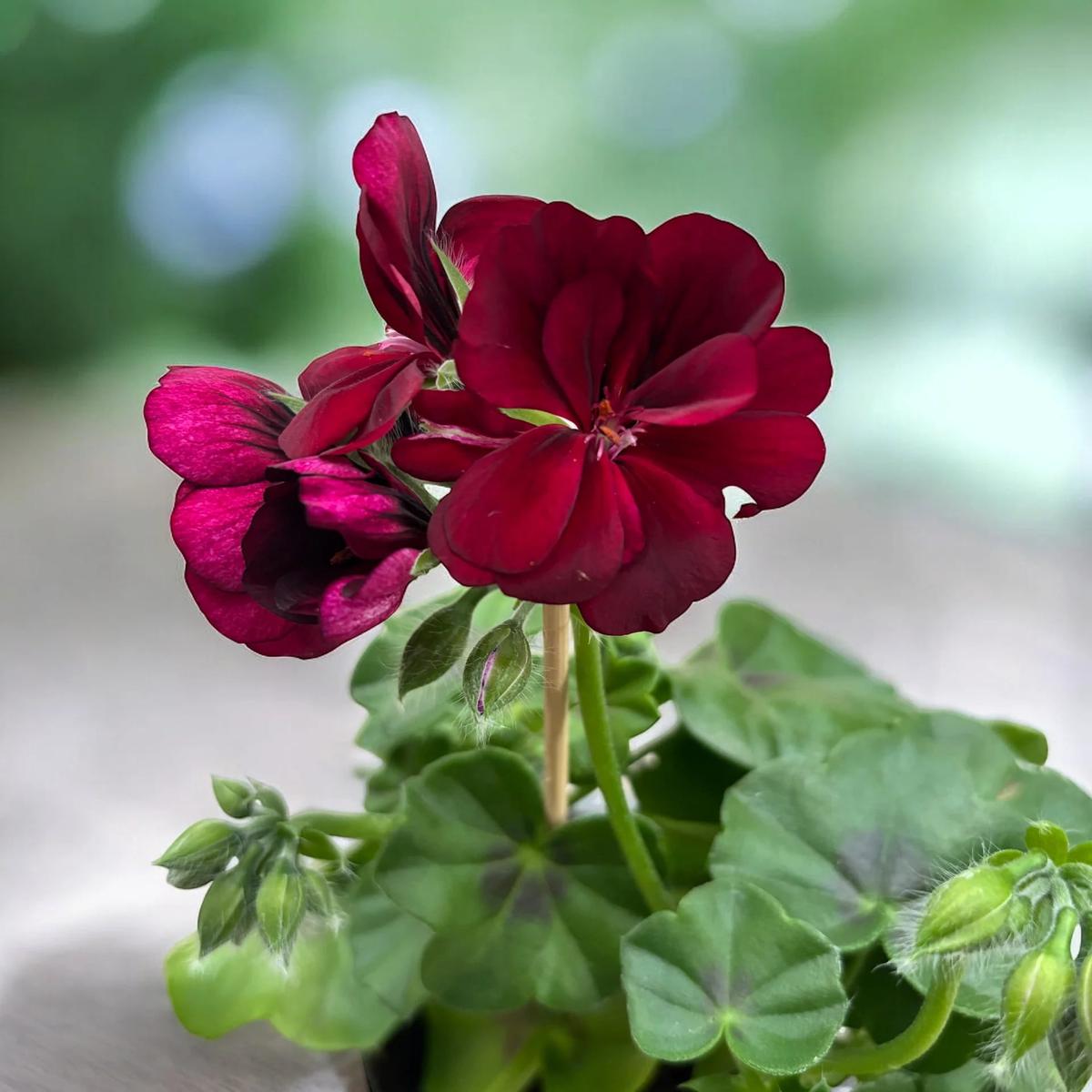 Maroon Red Pelargonium Peltatum Flower Seeds for Planting  Heirloom, Non-GMO, Premium High Germination Seeds