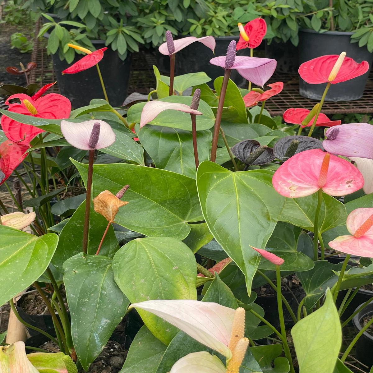Mixed Anthurium Flower Seeds for Planting – Wildflower Mix, Heirloom, Non-GMO, Organic Garden Seeds