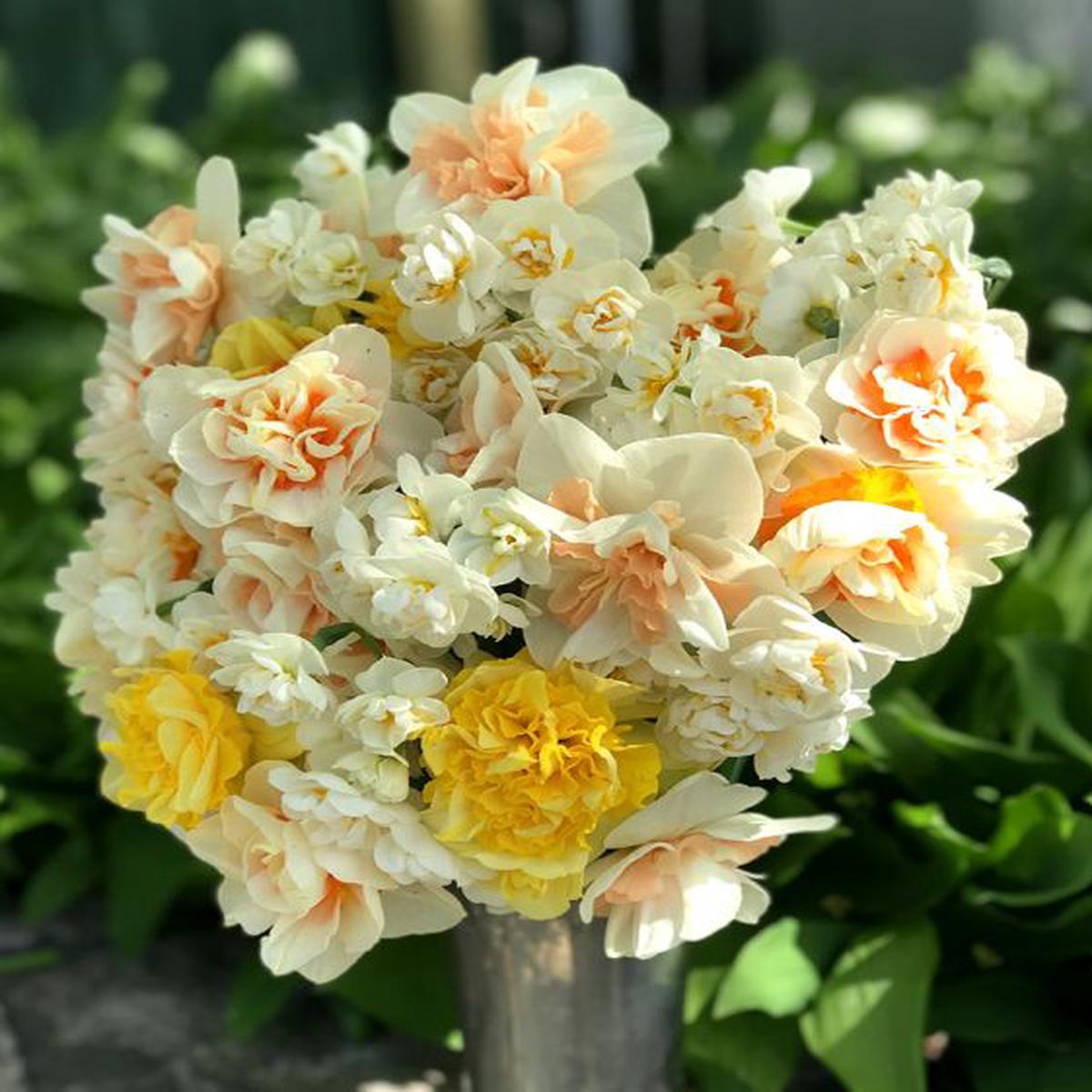 Mixed Color Double Narcissus Flower Seeds for Planting  Heirloom, Non-GMO, Drought Tolerant, High Germination