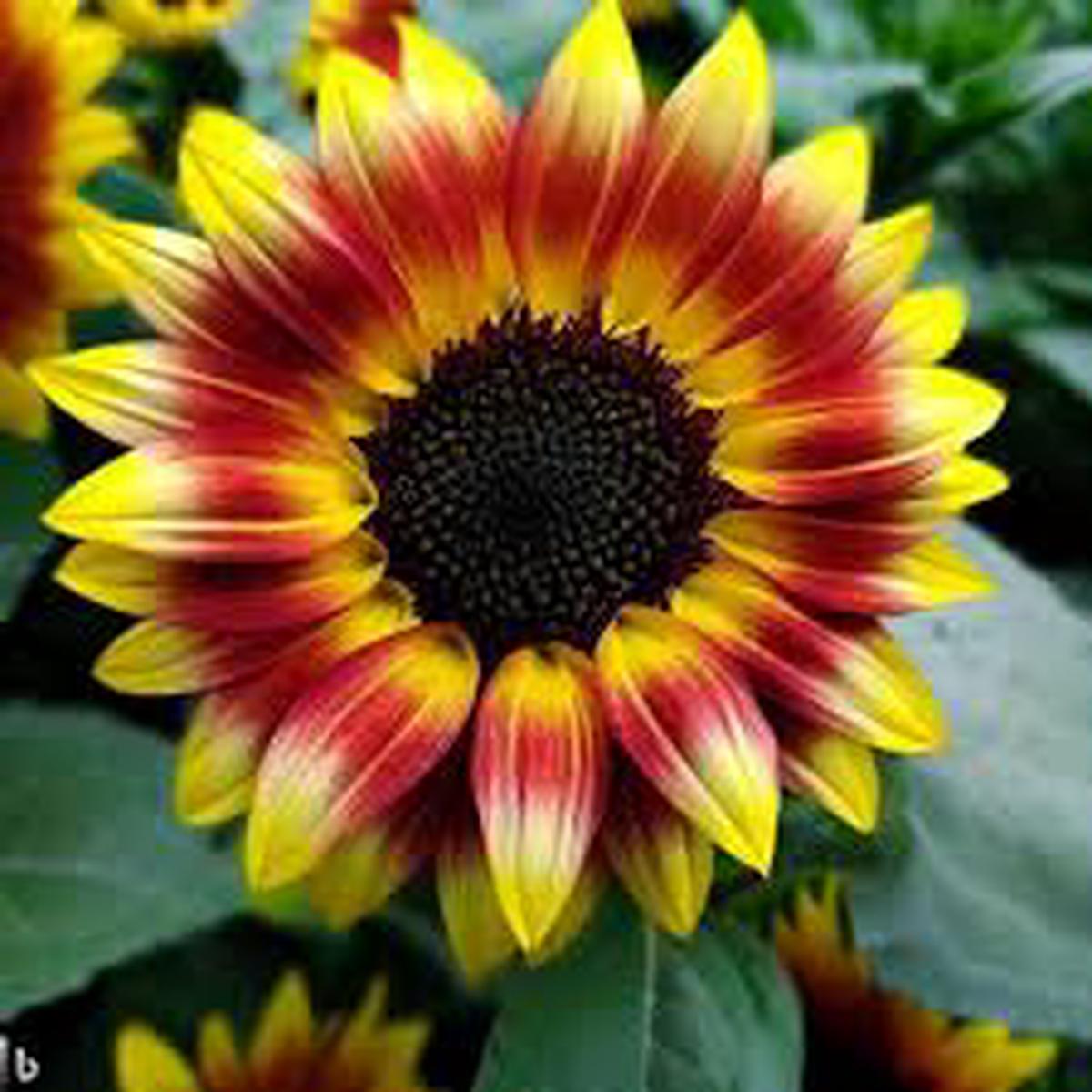 Mixed Color Sunflower Seeds Non-GMO, High Germination Heirloom Organic Garden Seeds