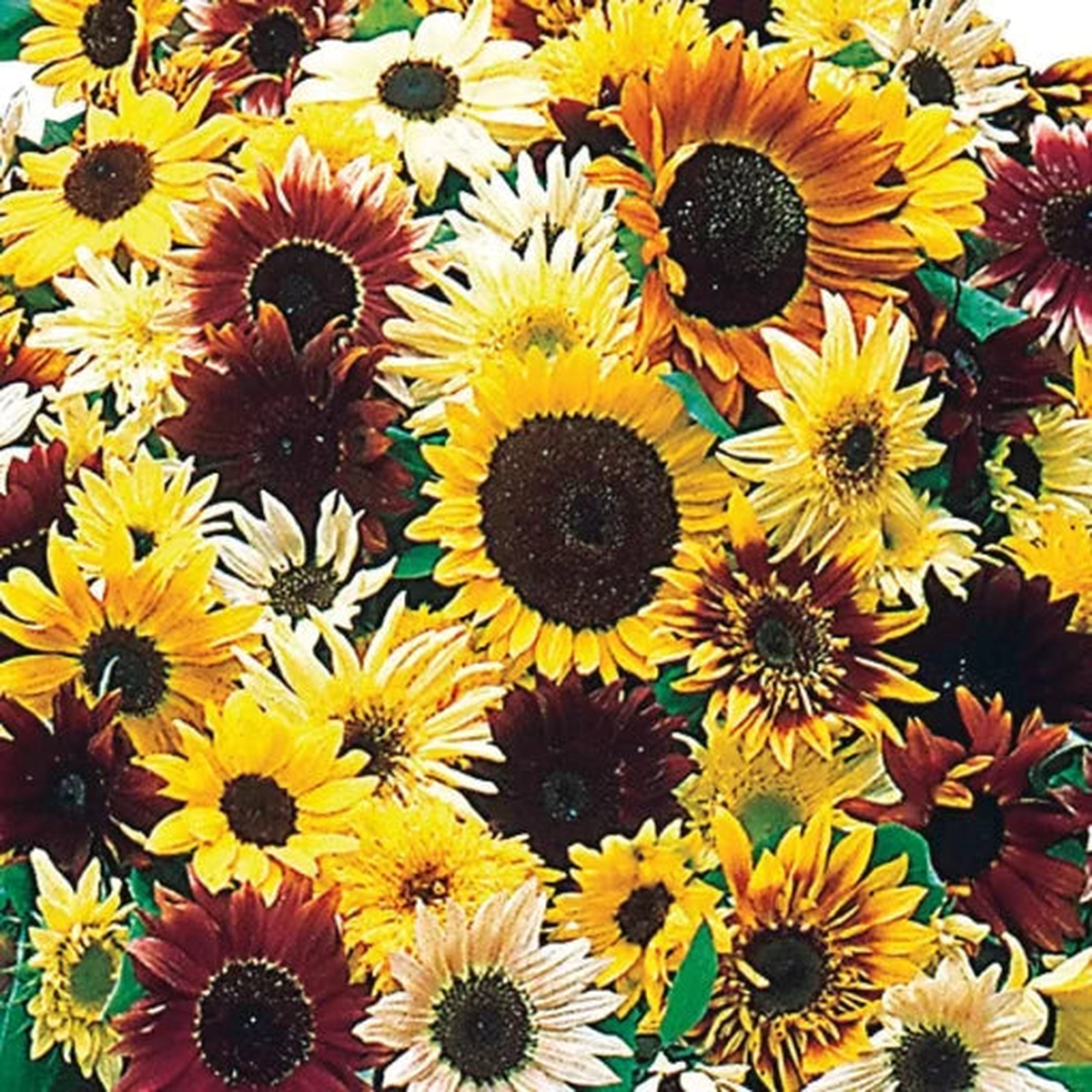 Monet Palette Sunflower Seeds | Artistic Pastel Sunflower Mix  Heirloom, Non-GMO, High Germination Organic Garden Seeds