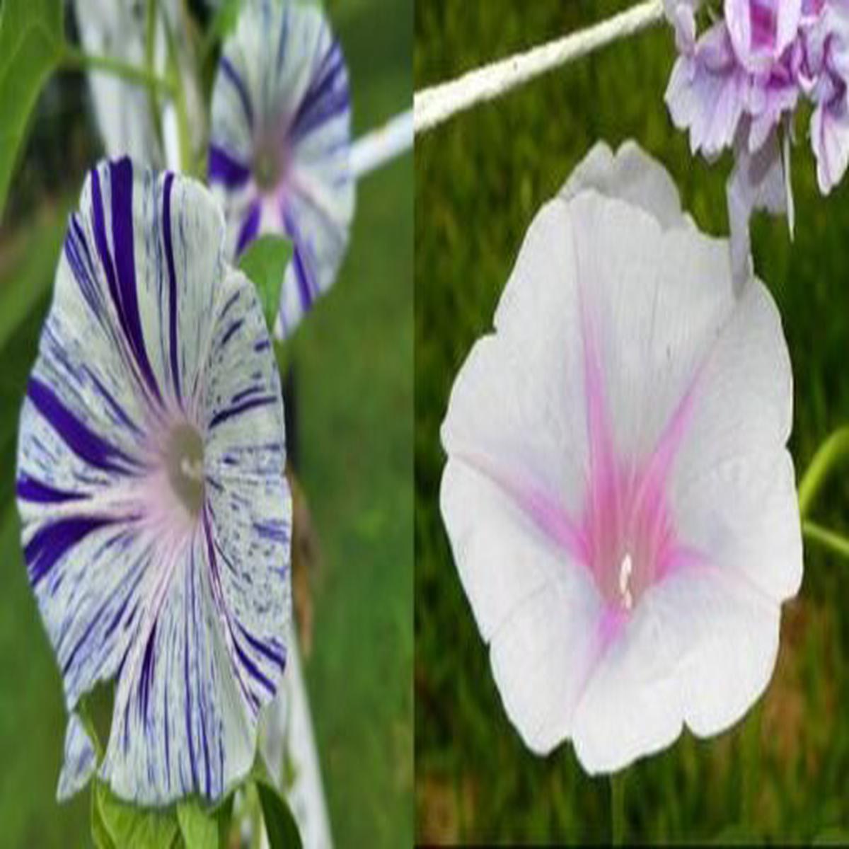 Morning Glory Blue Hige Violet Strip  Heirloom, Non-GMO, High Germination Organic Garden Seeds