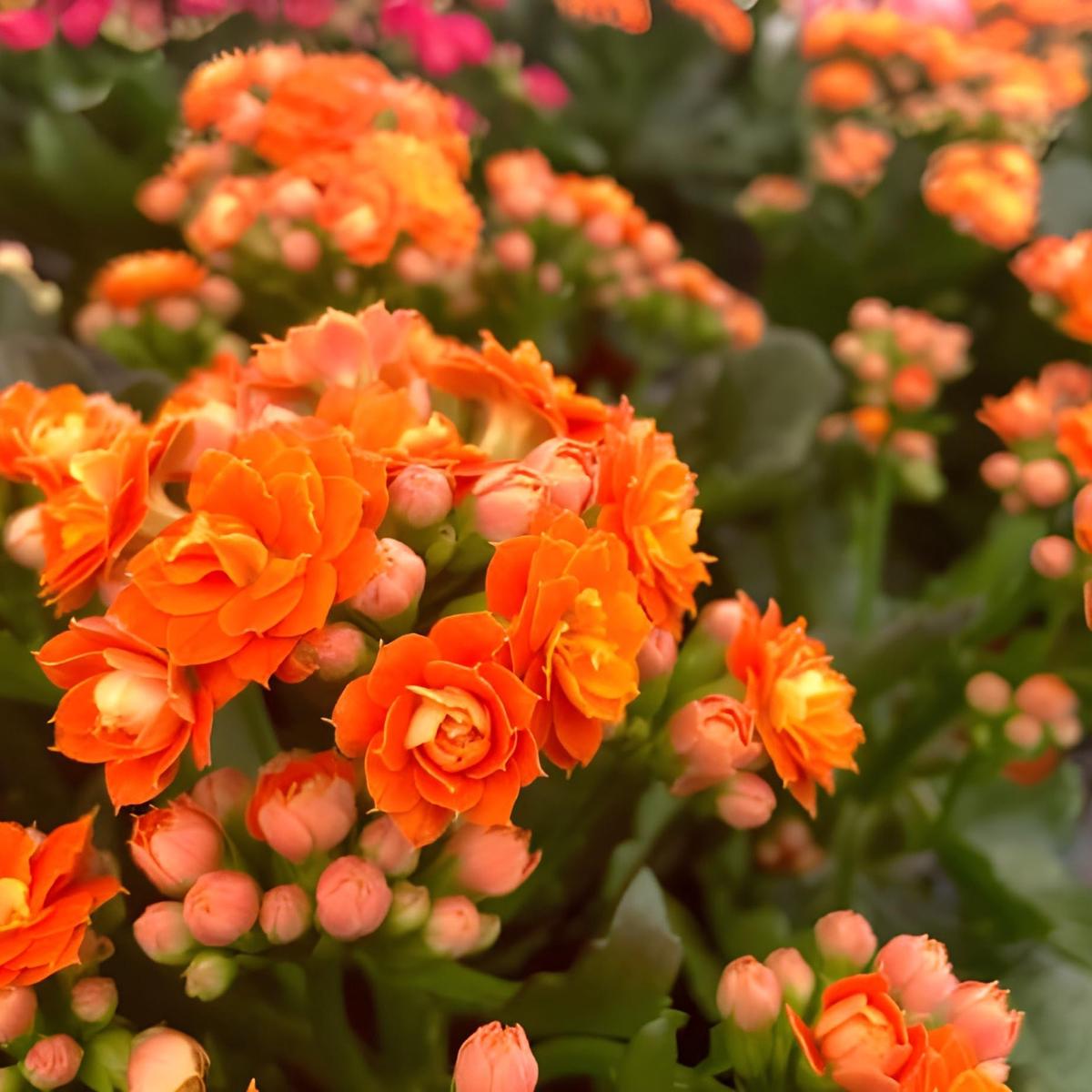 Orange Kalanchoe Flower Seeds for Planting  Heirloom, Non-GMO, Hardy Garden Seeds