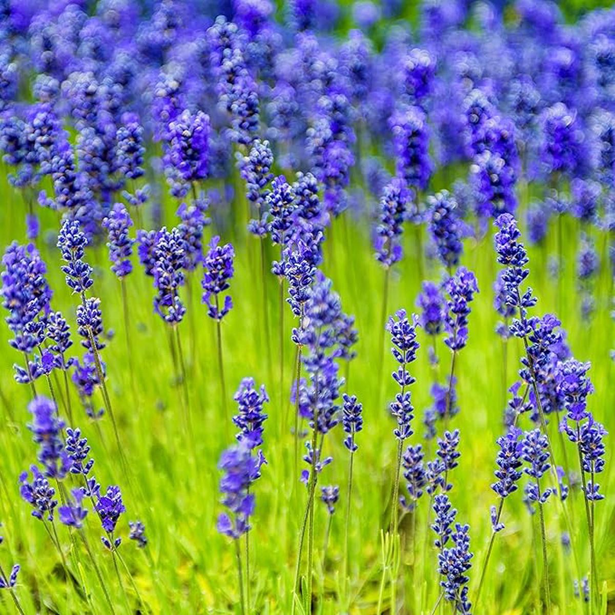 Organic Heirloom Non-GMO Blue Lavandula Munstead Seeds for Planting  Vibrant Blooms