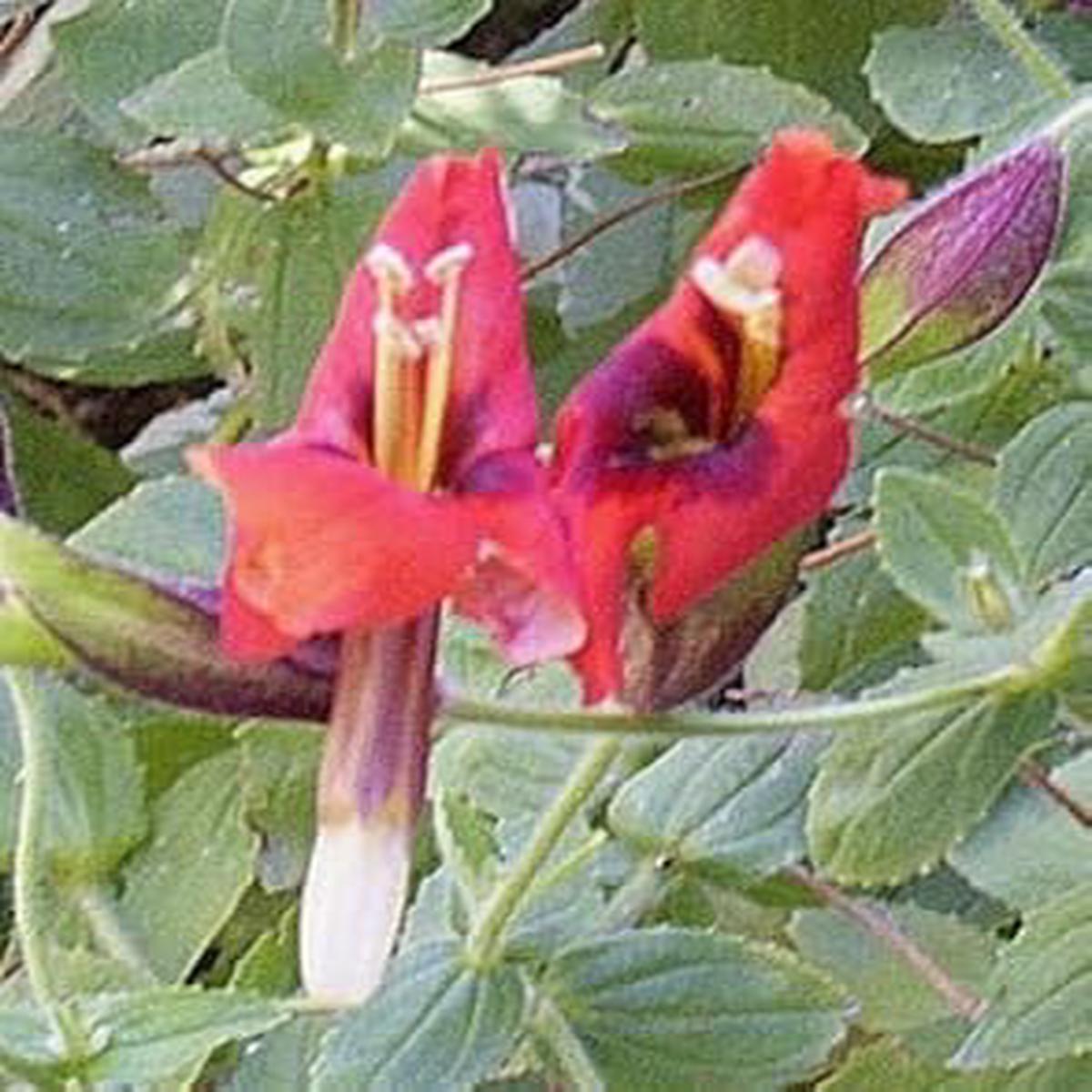 Organic Red Monkey Flower Seeds for Planting ?? Heirloom, Non-GMO