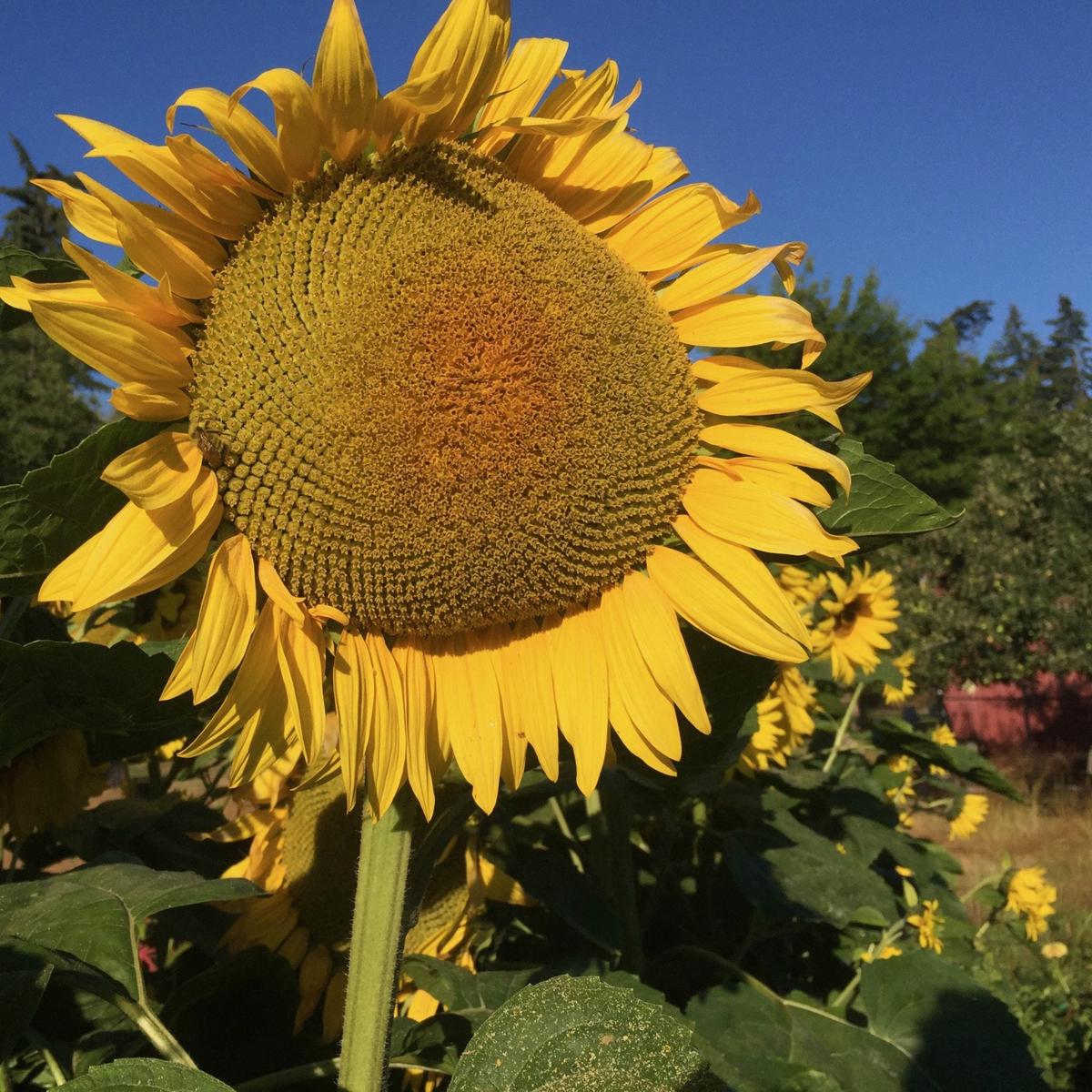 Peredovik Sunflower Seeds for Planting Heirloom, Non-GMO, Easy to Grow, Pollinator-Friendly