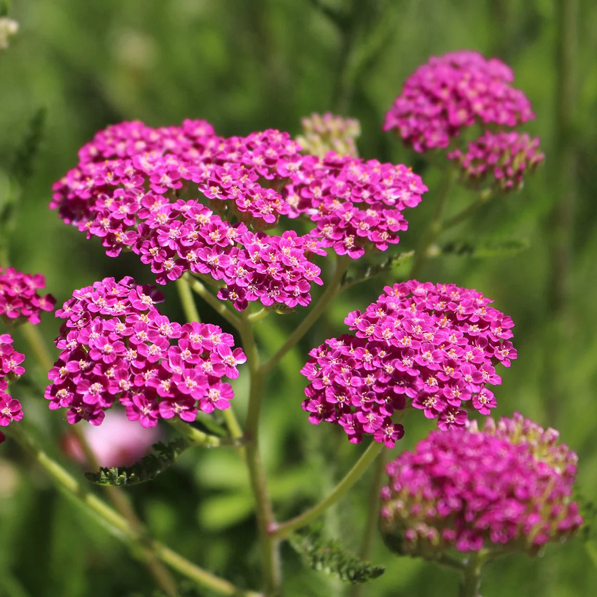 Pink Achillea Yarrow Flower Seeds  Heirloom Non-GMO Seeds for Planting  High Germination Organic Garden Seeds