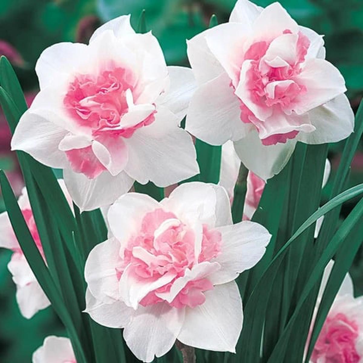 Pink Double Petals Narcissus Flower Seeds for Planting Heirloom, Non-GMO, High Germination Organic Garden Seeds