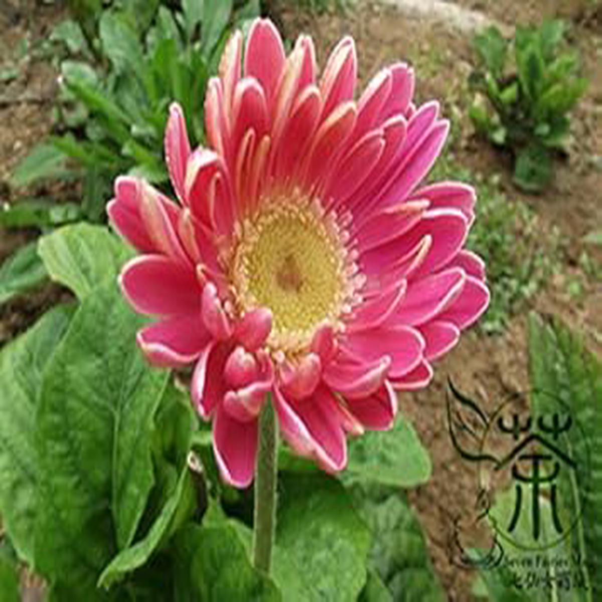 Pink Jamesonii Flower seeds for Planting – Sun Loving, Heirloom & GMO Free Seeds for Home Garden