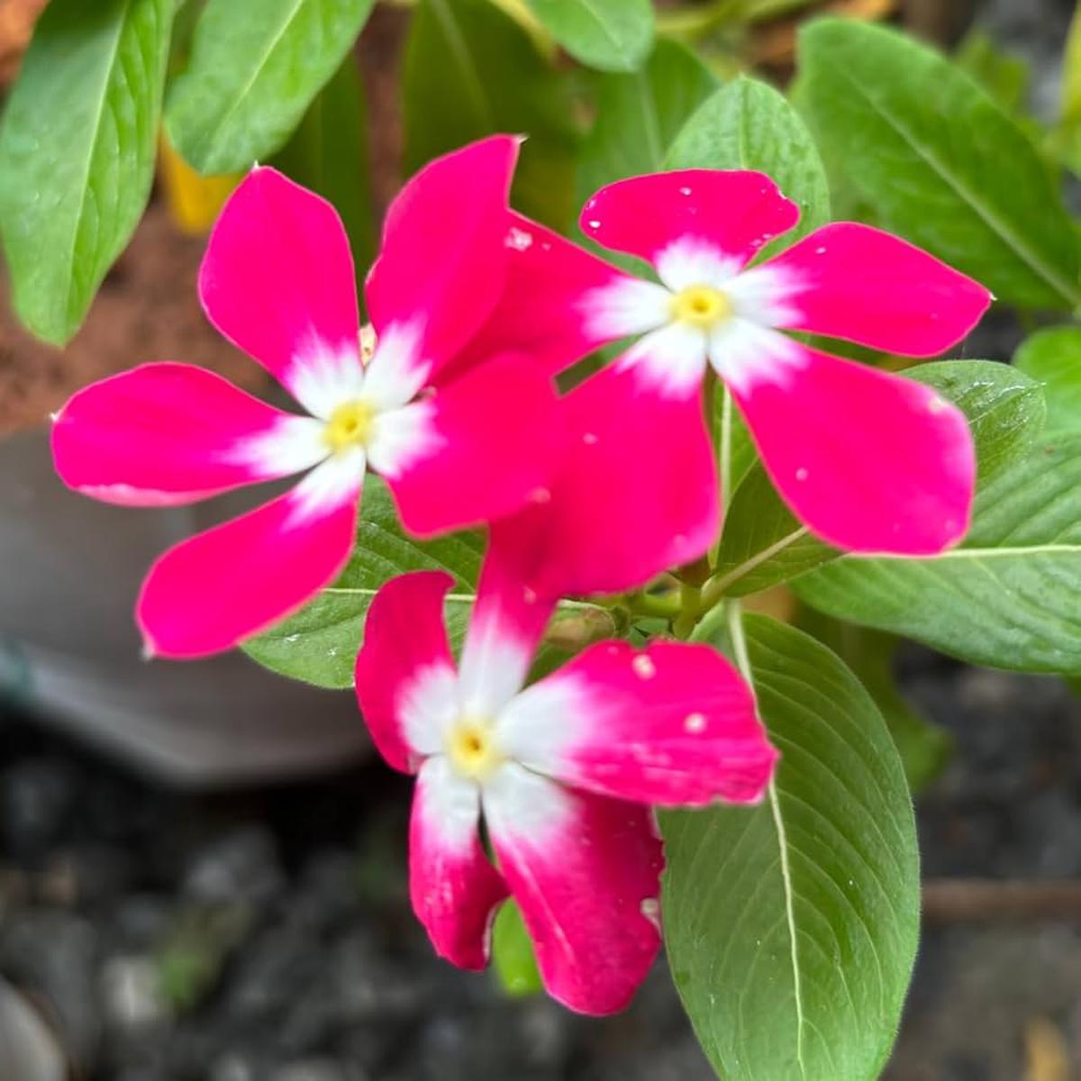 Pink Rosy Periwinkle Flower Seeds for Planting  Heirloom, Non-GMO, Easy to Grow, Perennial
