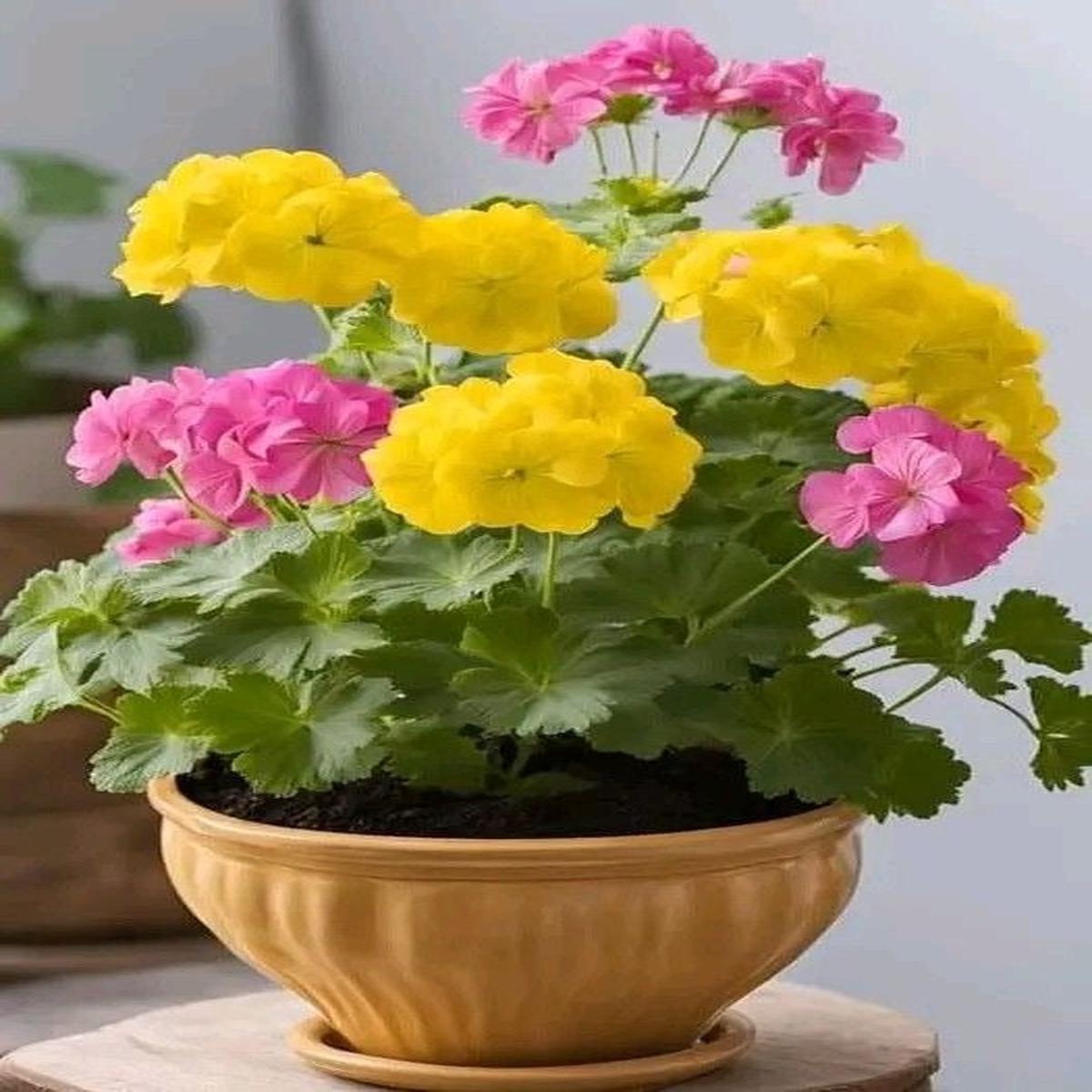 Pink Yellow Geranium Flower Seeds for Planting  Heirloom Non-GMO, High Germination Organic Garden Seeds