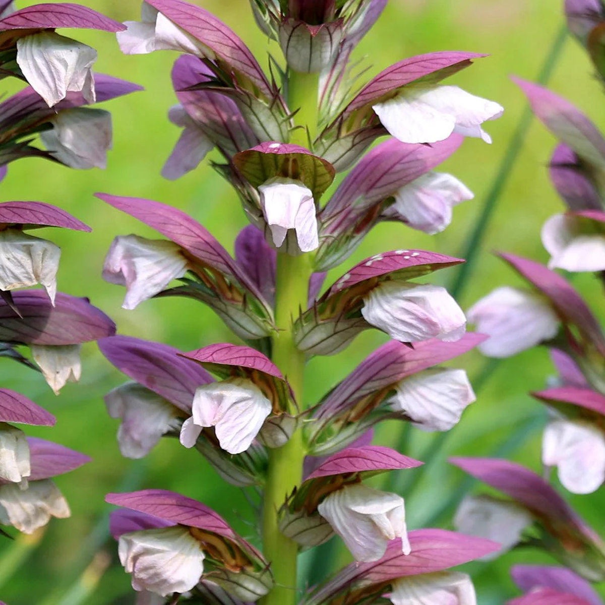 Purple White Acanthus Plant Seeds Heirloom Non-GMO Bears Breeches Seeds for Bold Garden Foliage