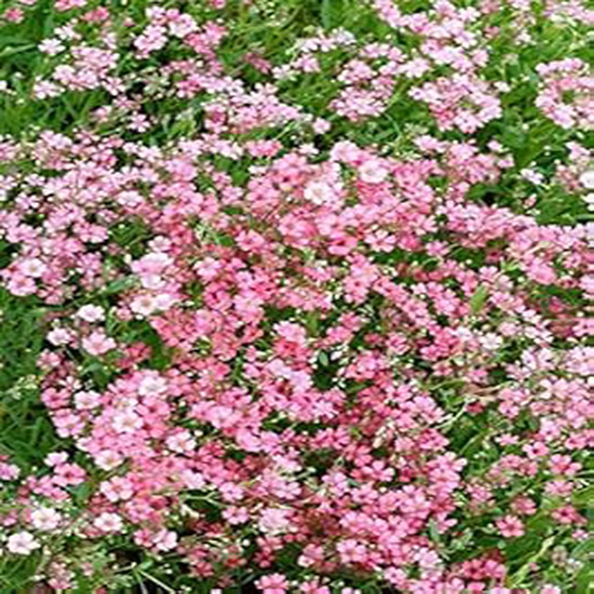 Rose Pink Gypsophila Paniculata Seeds for Garden Planting Heirloom Non-GMO High Germination Organic Garden Seeds