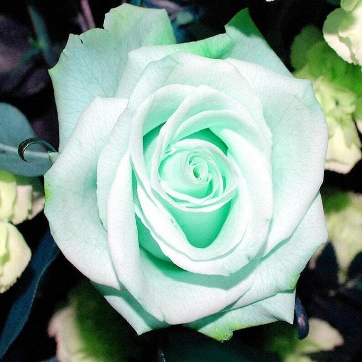 Sea Green Rose Flower Seeds for Planting Heirloom, Non-GMO, High Germination Wildflower Mix
