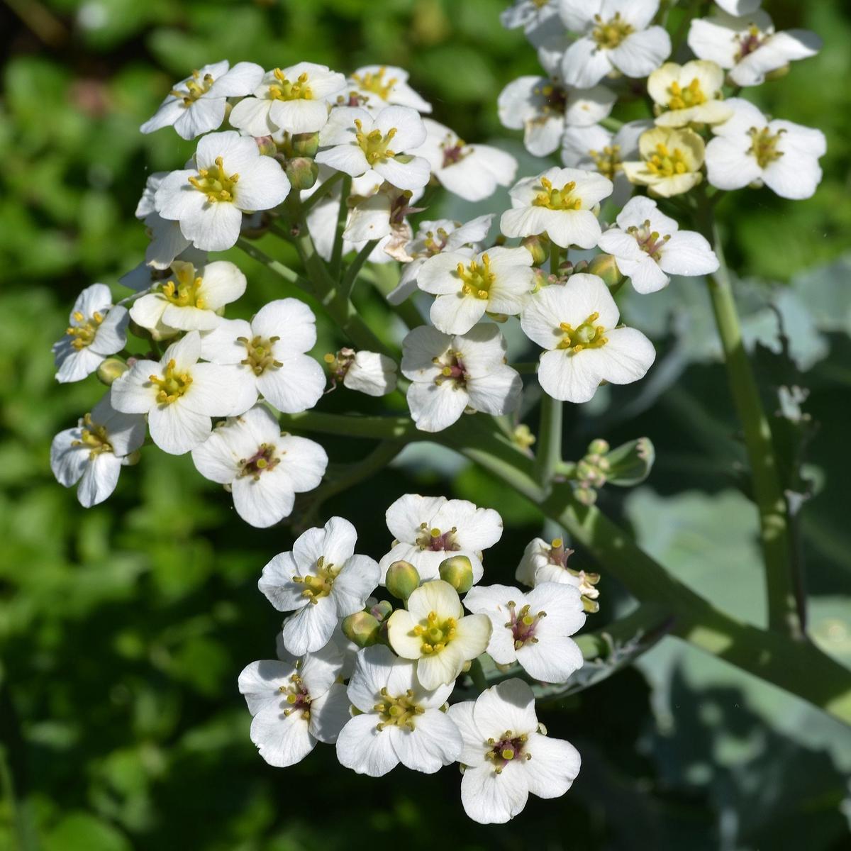 Seakale Flower Seeds for Planting Seeds for Unique Coastal Blooms, Ideal for Enhancing Garden Beauty and Landscape Appeal