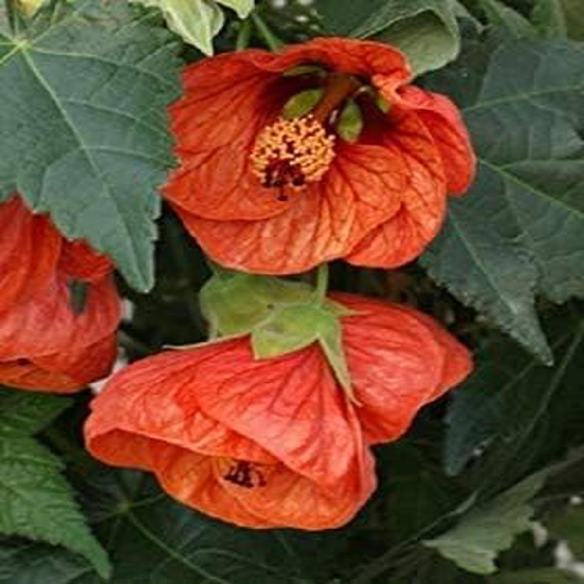 Tangerine Orange Abutilon Seeds for Planting  Organic, Heirloom, Non-GMO Flower Seeds