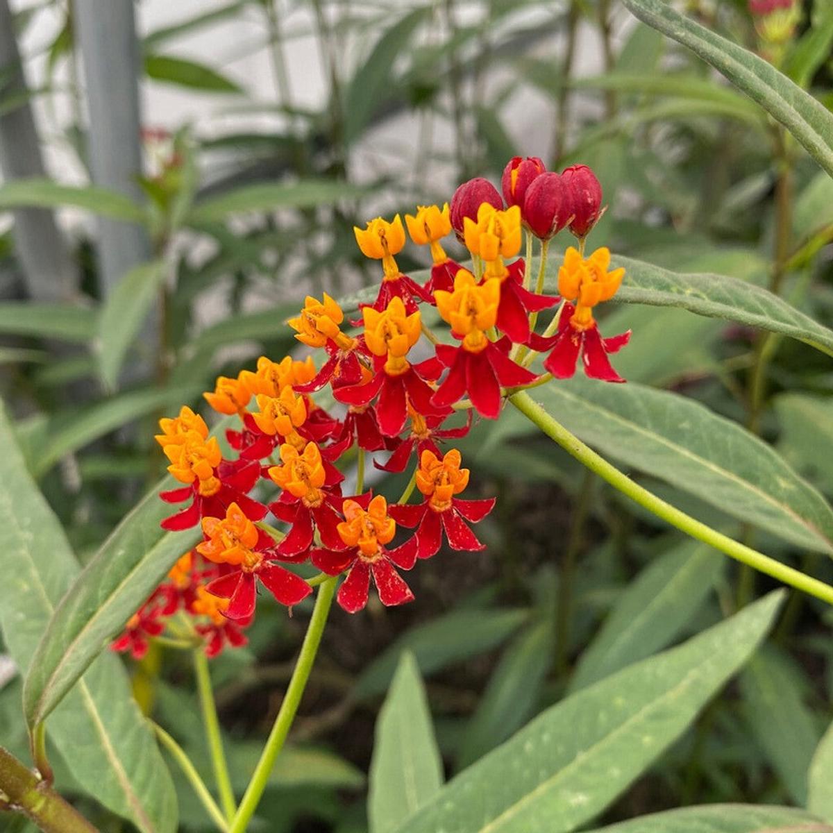 Tropical Milkweed Flower Seeds for Planting Heirloom, Non-GMO, Pollinator-Friendly, Perennial