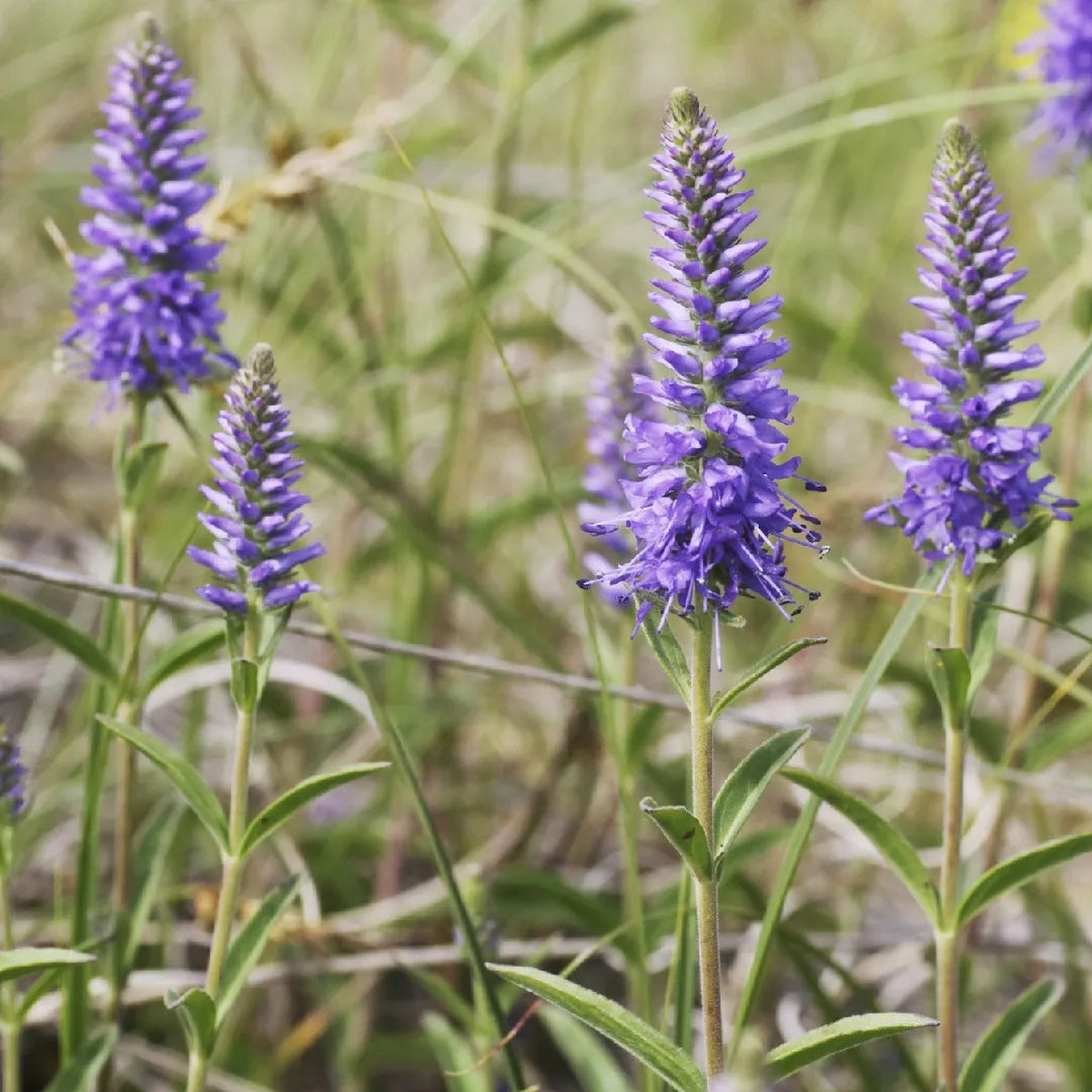 Veronica Spicata Flower Seeds for Planting Heirloom Non-GMO Organic Garden Seeds, High Germination