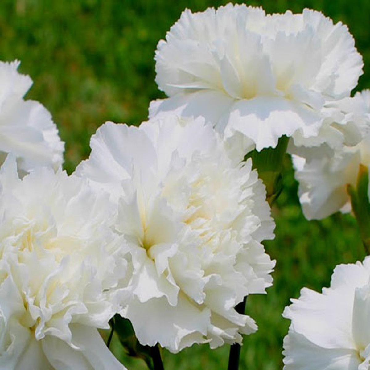 White Dianthus Caryophyllus Flower Seeds for Planting  Heirloom Non-GMO High Germination Organic Garden Seeds